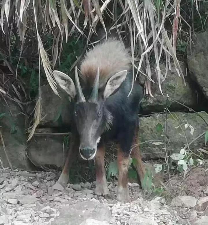 揭秘四不像澳門，探索神秘背后的真相，澳門揭秘，四不像背后的神秘真相探索